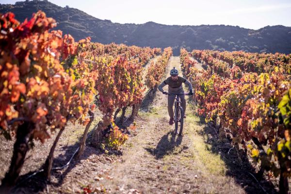 Ciclista entre viñedo